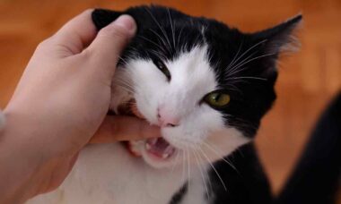 9 coisas que você precisa saber sobre os dentes do seu gato. Foto: pexels