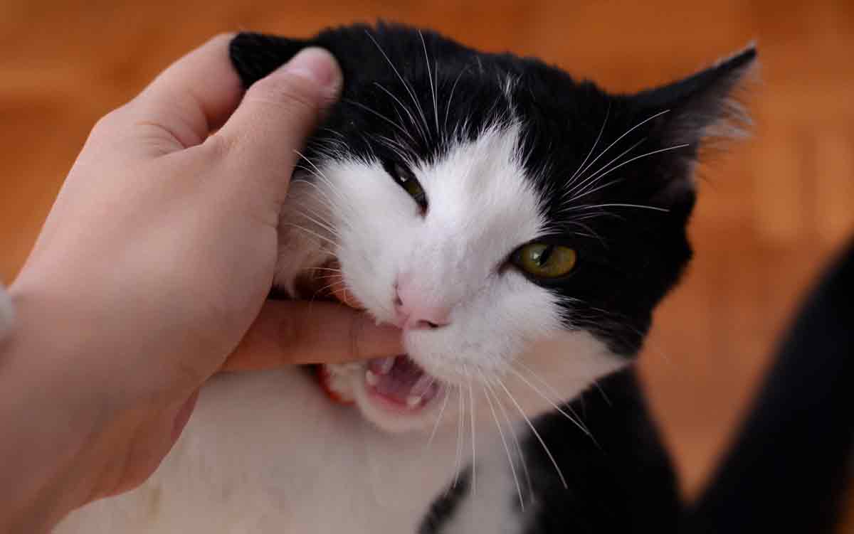 9 coisas que você precisa saber sobre os dentes do seu gato. Foto: pexels
