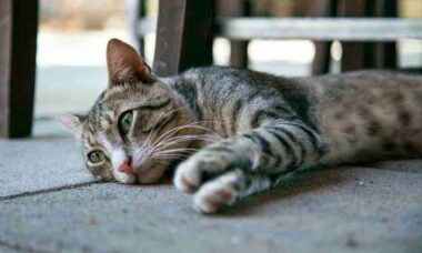 Conheça 9 sinais de depressão em gatos e 8 maneiras de ajudá-los (Foto: Milada Vigerova/Unsplash)