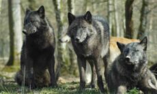 A história da domesticação dos cães a partir dos lobos está errada, dizem cientistas. Foto: Pexels