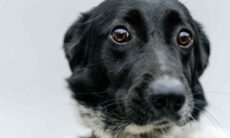 Cães podem seguir uma dieta vegana ou sem glúten? Veterinários respondem