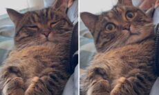 Vídeo hilário: Dono pede desculpas, e gato reage de maneira fofa. Foto e video: Instagram @ringodanyan