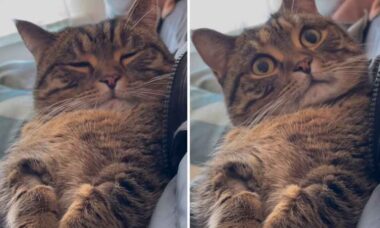 Vídeo hilário: Dono pede desculpas, e gato reage de maneira fofa. Foto e video: Instagram @ringodanyan