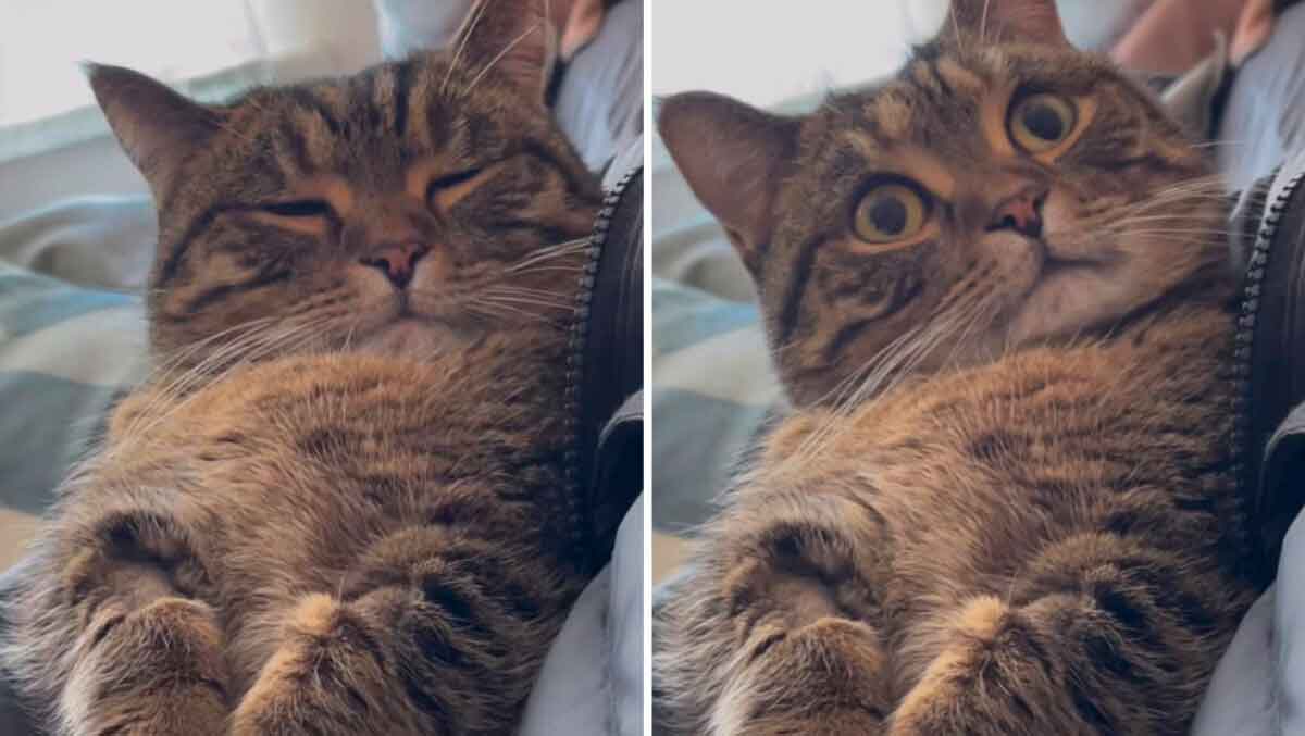 Vidéo hilarante : Le propriétaire s'excuse et le chat réagit de manière adorable. Photo et vidéo : Instagram @ringodanyan