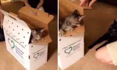 Vídeo hilário: família ganha um segundo gatinho, e o felino que reinava sozinho não curtiu (Foto: Reprodução/Reddit)