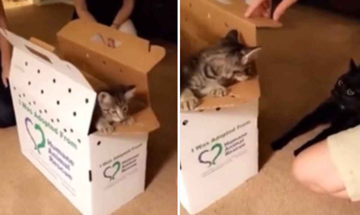Video divertente: la famiglia accoglie un secondo gattino e il felino che regnava da solo non sembra contento (Foto: Reproduzione/Reddit)