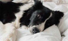 Atenção, alérgicos: essas são as 10 raças de cães que mais soltam pelos. Foto: pexels