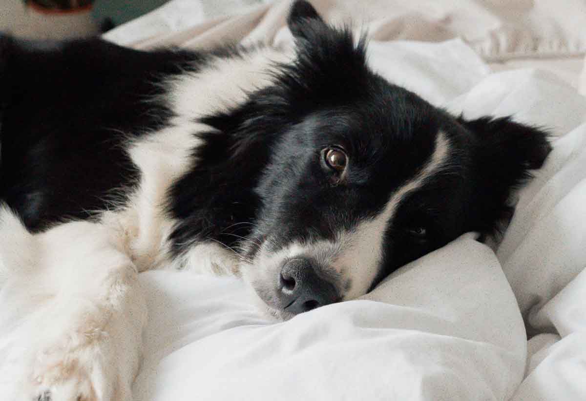 Upozornění pro alergiky: Zde je 10 plemen psů, která nejvíce línají. Foto: pexels