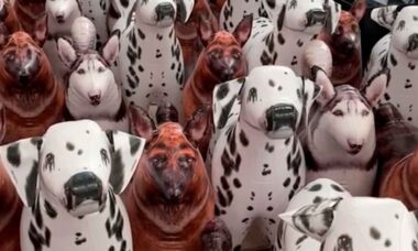 Ilusão de ótica: você consegue encontrar o cão de verdade nessa imagem em 15 segundos? Foto: Reprodução TikTok