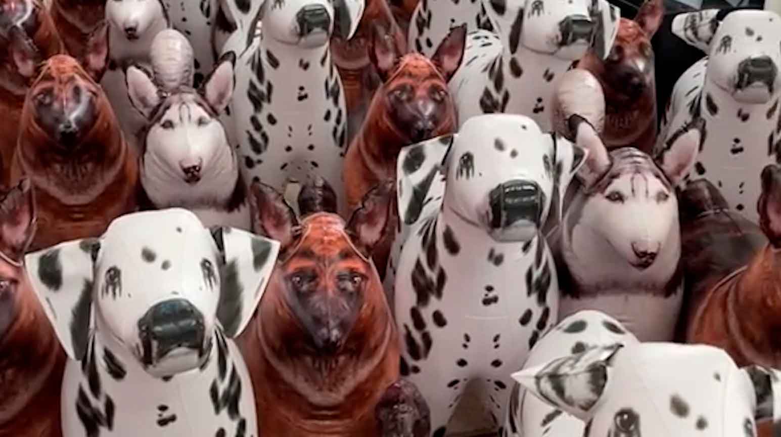 Optical illusion: Can you find the real dog in this image in 15 seconds? Photo: TikTok Reproduction