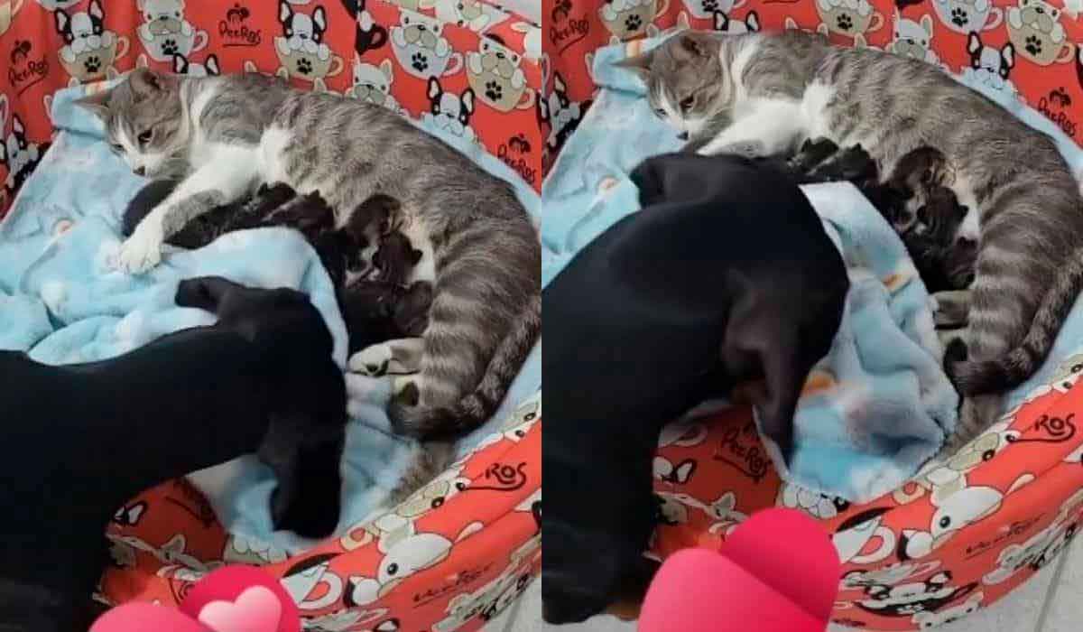Cute Video: Puppy covers a litter of kittens and melts hearts on the internet (Photo: Reproduction/TikTok)
