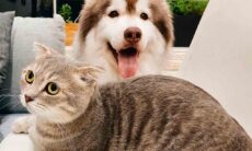 Quer saber se você é amante de cães ou de gatos? Diga o que vê nessa imagem (Foto: Tran Mau Tri Tam/Unsplash)