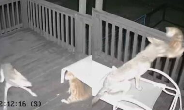 Vídeo: gato luta contra coiote e sobrevive para contar a história (Foto: Reprodução Twitter)