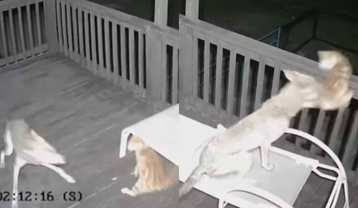 Βίντεο: Ένα γάτο παλεύει με ένα κογιότ και επιβιώνει για να διηγηθεί την ιστορία (Φωτογραφία: Αναπαραγωγή Twitter)