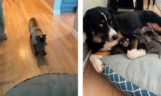 Vídeo fofo: gata ‘contrata’ cachorro como babá da sua ninhada. Foto e vídeo: Reprodução TikTok @ljayne7