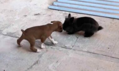 Vídeo hilário: filhote de cachorro anda tanto com coelho que acaba imitando seus passos (Foto: Reprodução/Twitter)