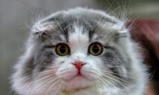 Conheça as 10 raças de gatos mais afetuosas