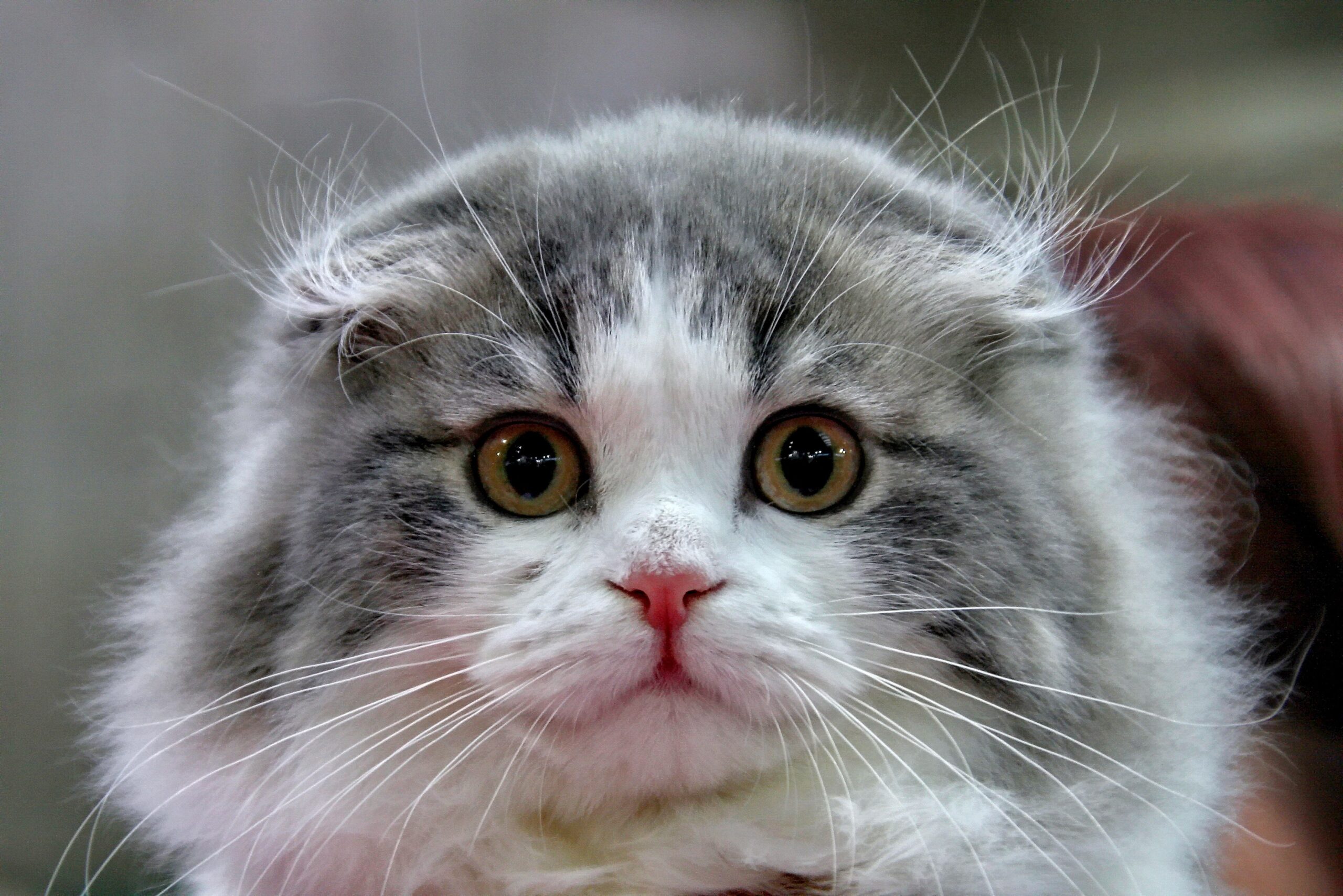 Descubre las 10 razas de gatos más cariñosas