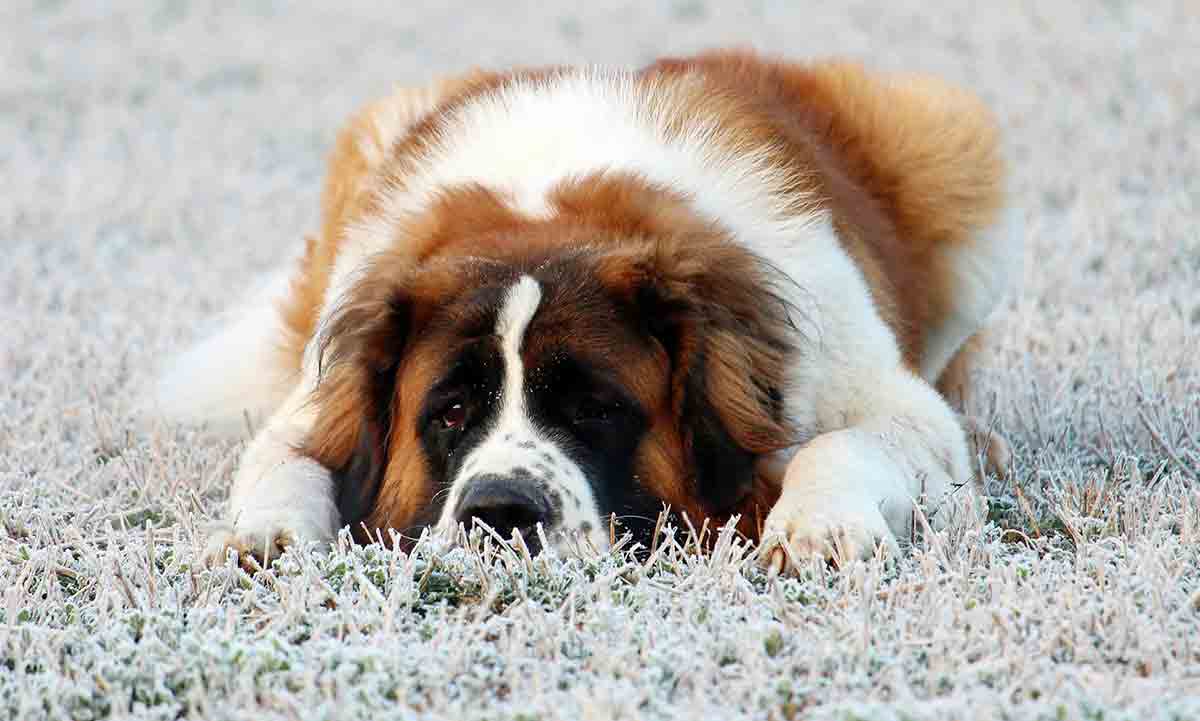10 Lazy Dog Breeds, Ideal for Those with Limited Space