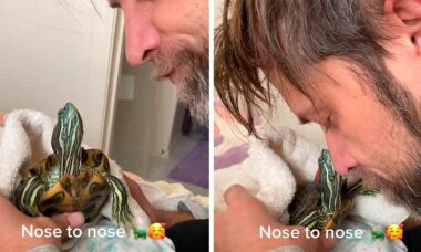 Vídeo: tartaruga que age como um cão vira estrela nas redes sociais. Foto e vídeo: Tiktok @mr.mostlymittensturtle