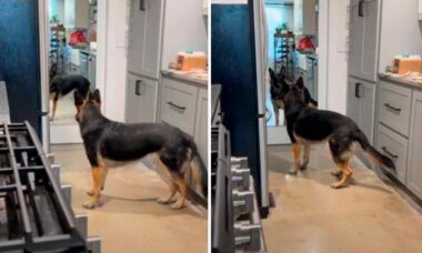 Vídeo hilário: cão se desentende com a sua própria imagem no espelho (Foto: Reprodução/Reddit)