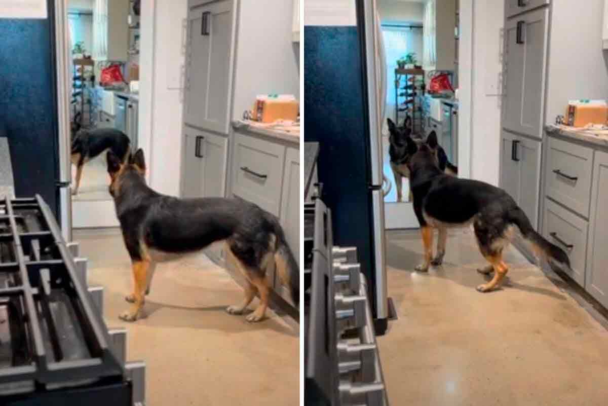 Χιουμοριστικό βίντεο: Σκύλος αντιδρά στην δική του εικόνα στον καθρέφτη (Φωτογραφία: Αναπαραγωγή/Reddit)