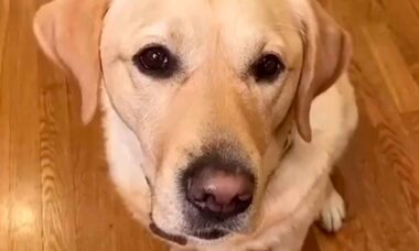 Vídeo hilário: cão labrador guloso não deixa o dono comer sossegado. Foto: reprodução instagram @@cutemetapaws