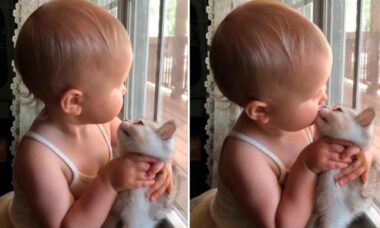 Vídeo fofo: bebezinha adora beijar seu gato e emociona a internet. Foto: Reprodução Instagram