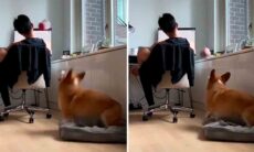 Vídeo hilário: em busca de atenção, cãozinho atira brinquedo na direção do dono. Instagram @doggosdoingthings