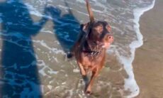 Vídeo fofo: cachorro e leão-marinho se divertem em brincadeira de bolinha (Foto: Reprodução/Facebook)