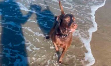 Vídeo fofo: cachorro e leão-marinho se divertem em brincadeira de bolinha (Foto: Reprodução/Facebook)