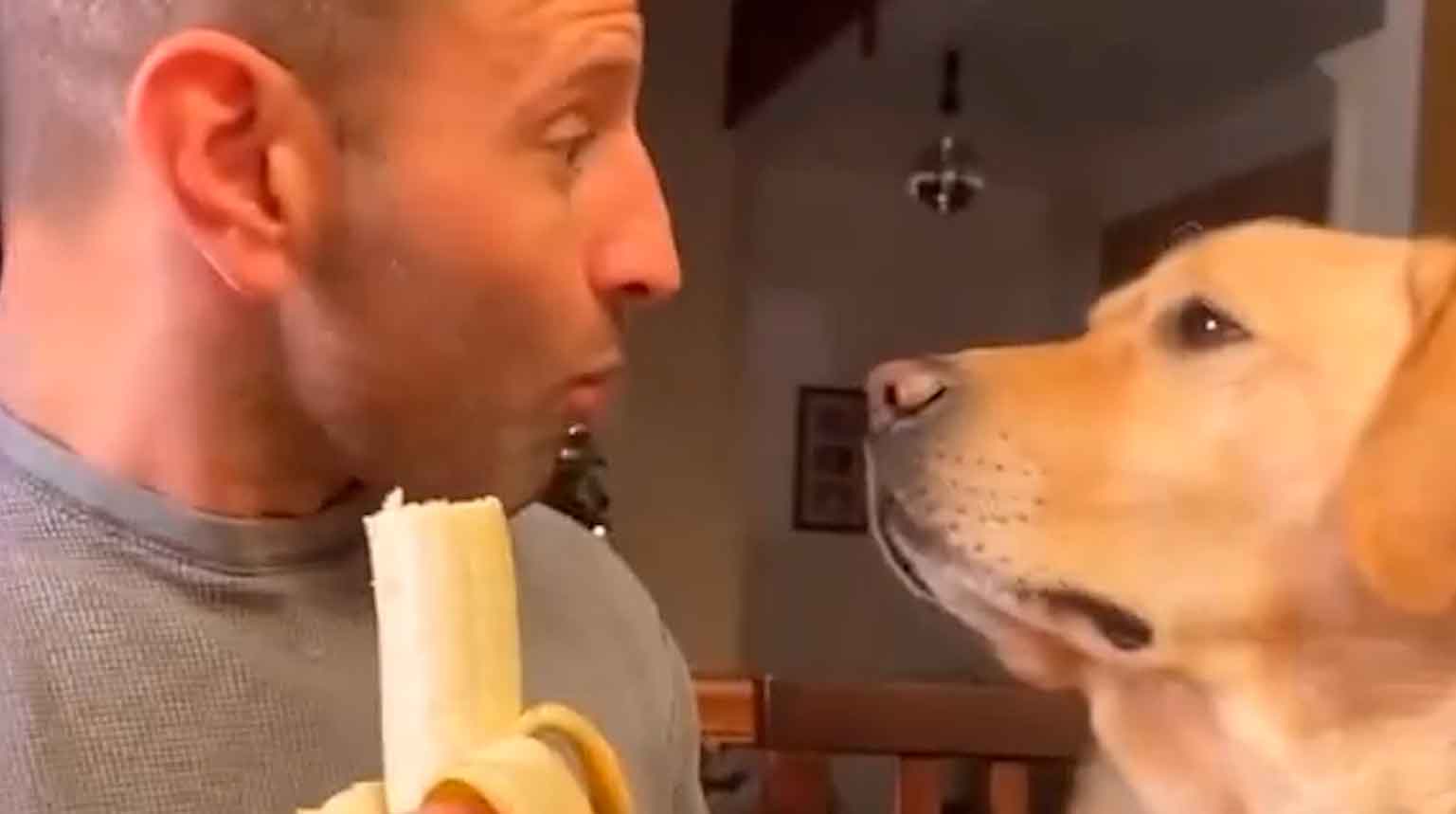 Vídeo hilário: cão labrador guloso não deixa o dono comer sossegado. Foto: reprodução instagram @@cutemetapaws 