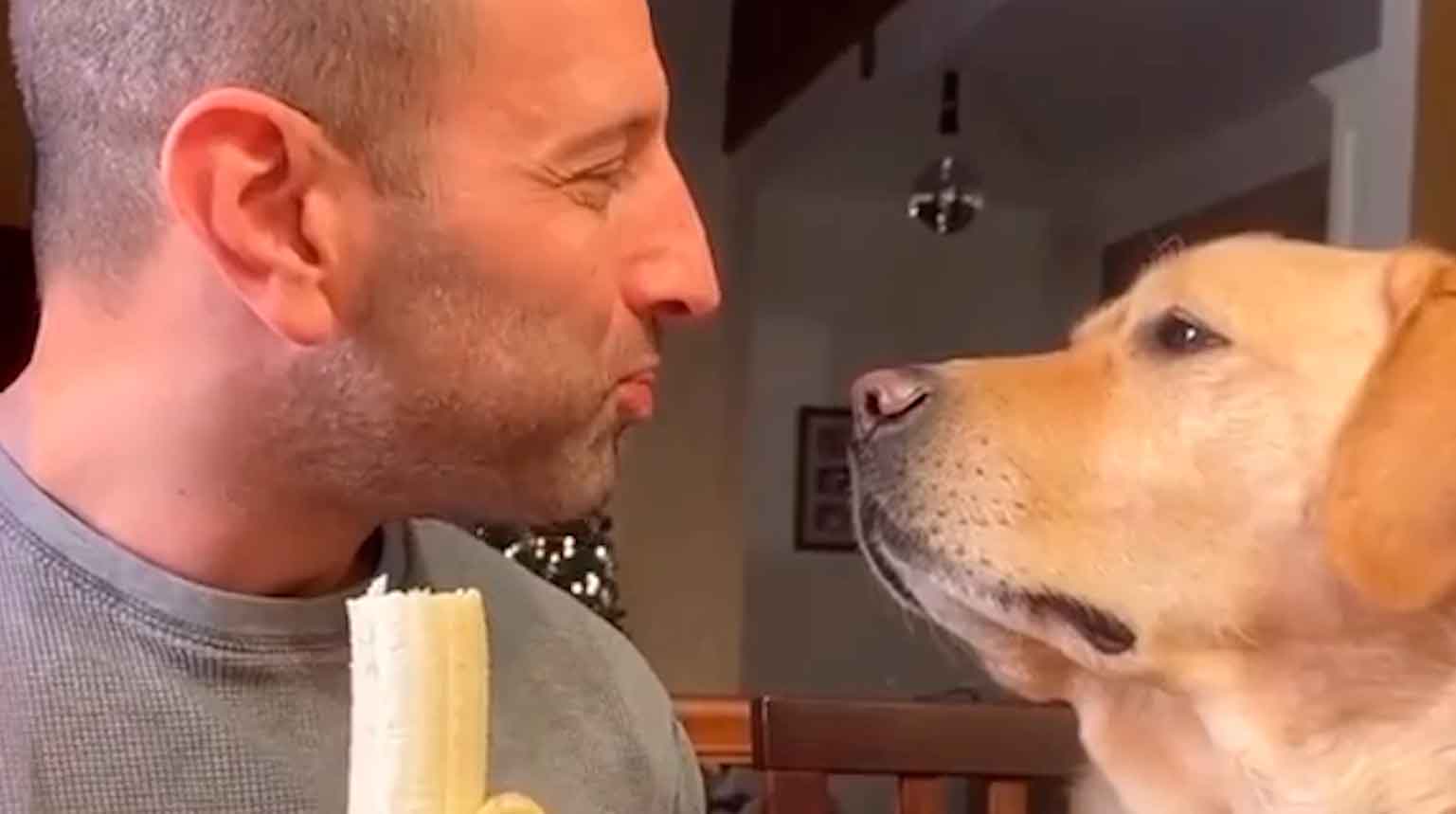 Vídeo hilário: cão labrador guloso não deixa o dono comer sossegado. Foto: reprodução instagram @@cutemetapaws 