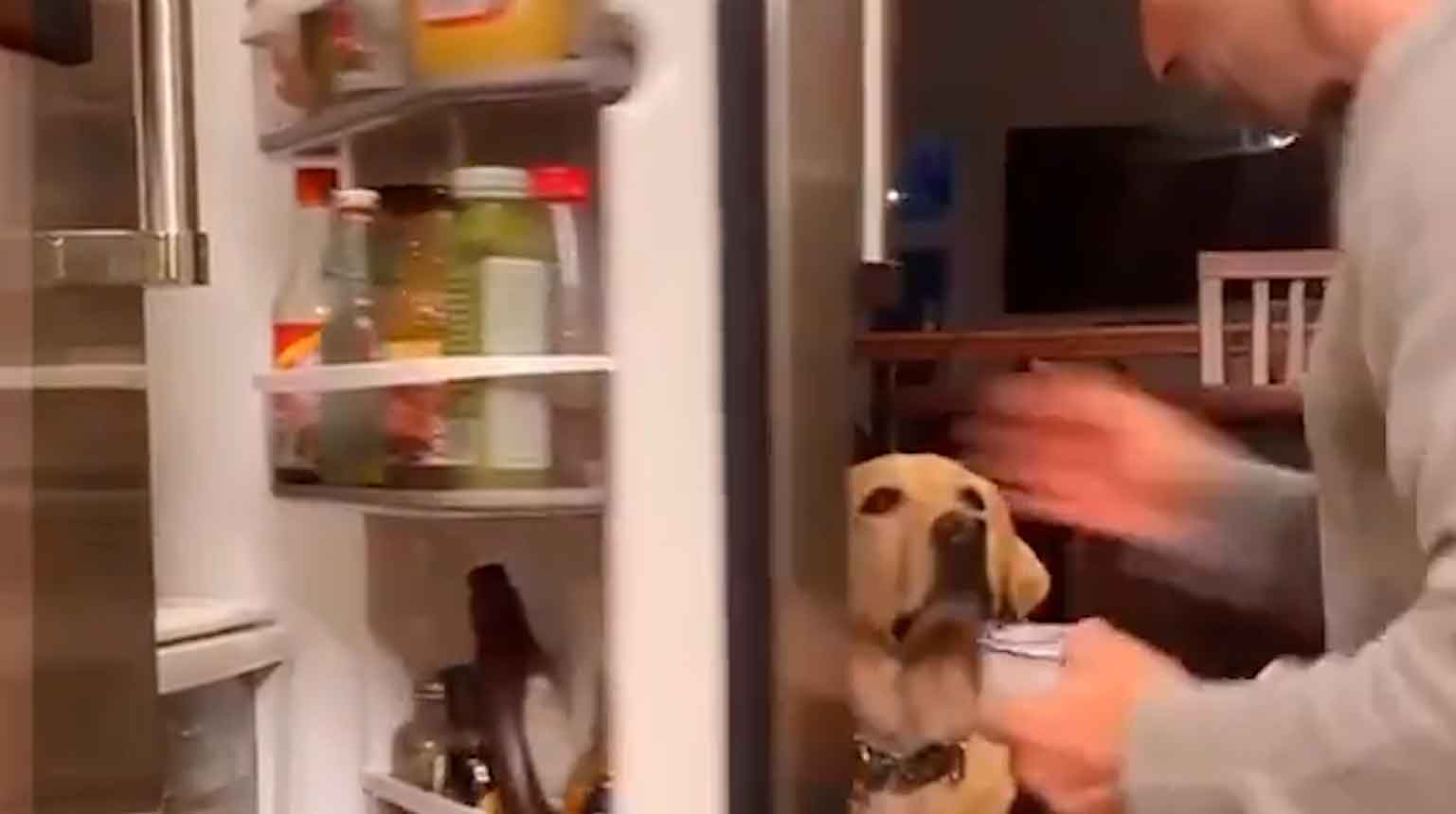 Vídeo hilário: cão labrador guloso não deixa o dono comer sossegado. Foto: reprodução instagram @@cutemetapaws 