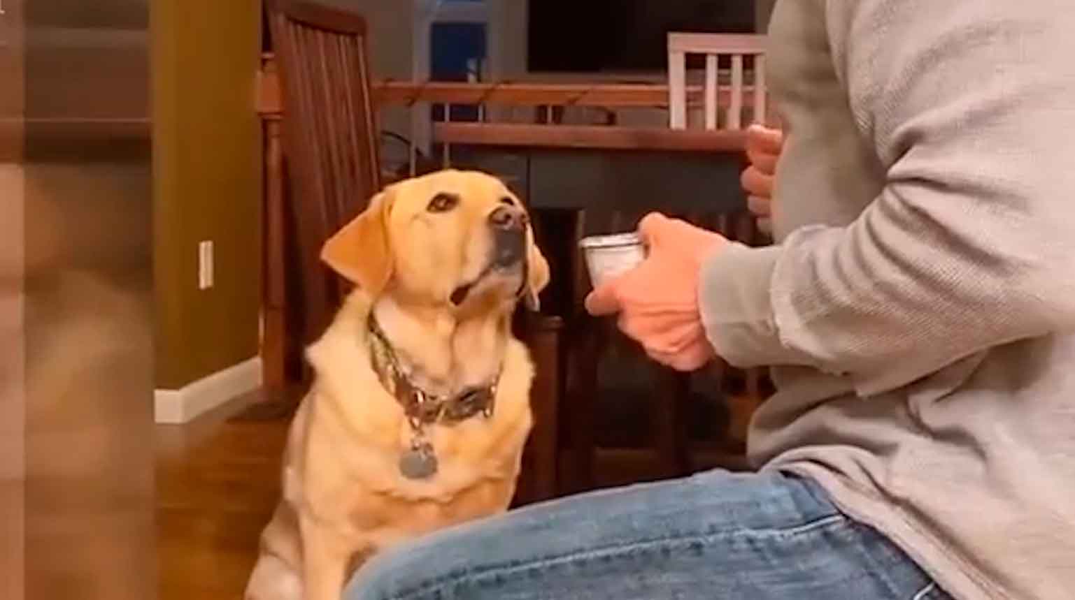 Vídeo hilário: cão labrador guloso não deixa o dono comer sossegado. Foto: reprodução instagram @@cutemetapaws 