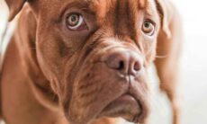 Seu cão tem o hábito de comer cocô de gato? Foto : Pexels