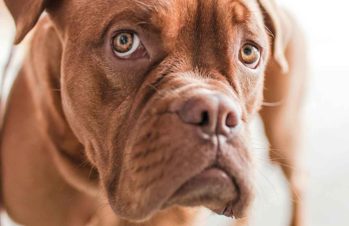 Does Your Dog Have a Habit of Eating Cat Poop? Photo: Pexels