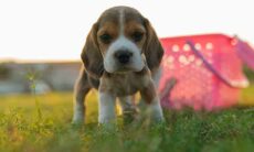 As 10 raças de cães que mais gostam de cavar e são um risco para o seu jardim