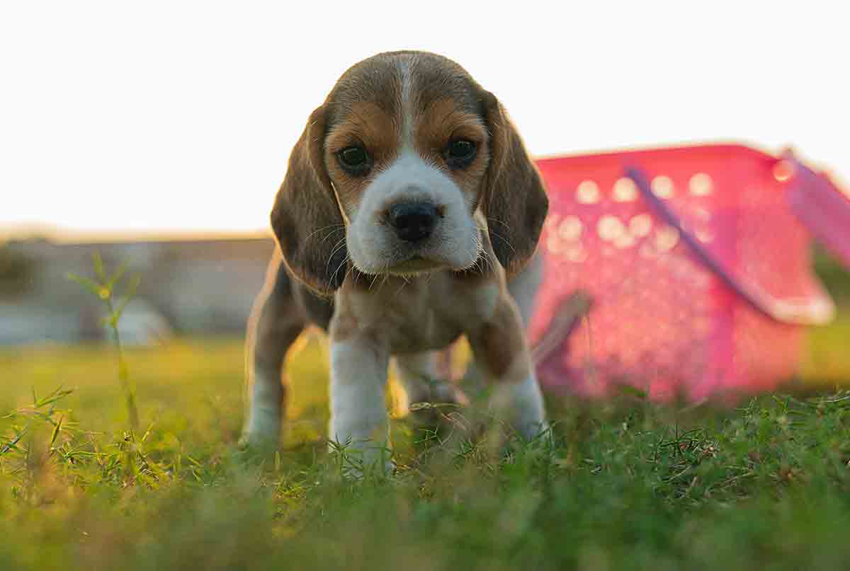 Die 10 Hunderassen, die am liebsten graben und eine Gefahr für deinen Garten darstellen