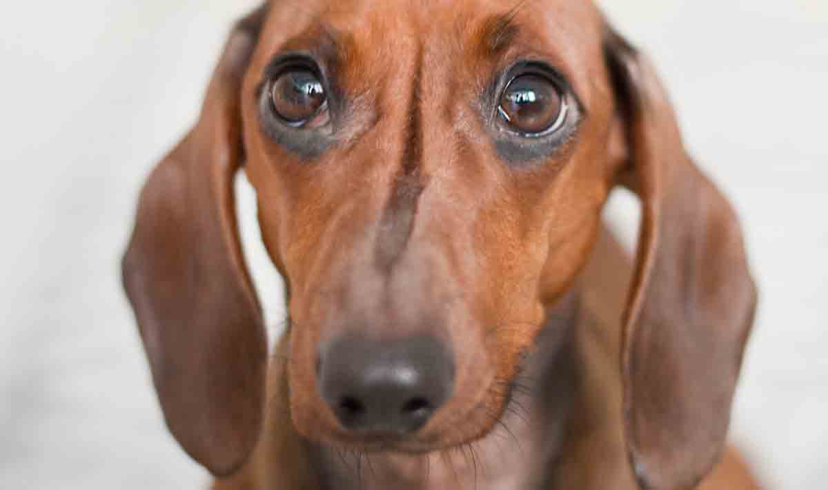 Confira 8 dicas caseiras para acabar com o mau hálito do seu cão