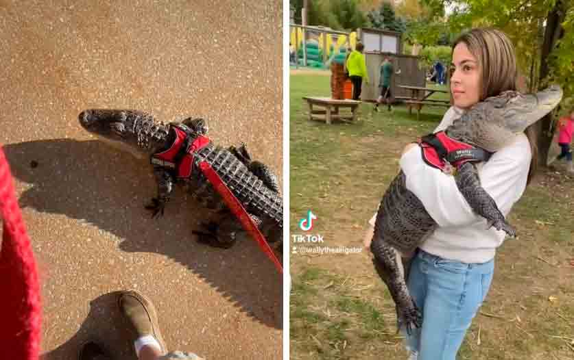 Une famille adopte un alligator comme animal de compagnie et se promène avec lui comme s'il s'agissait d'un chien (Photo : Reproduction/Instagram)