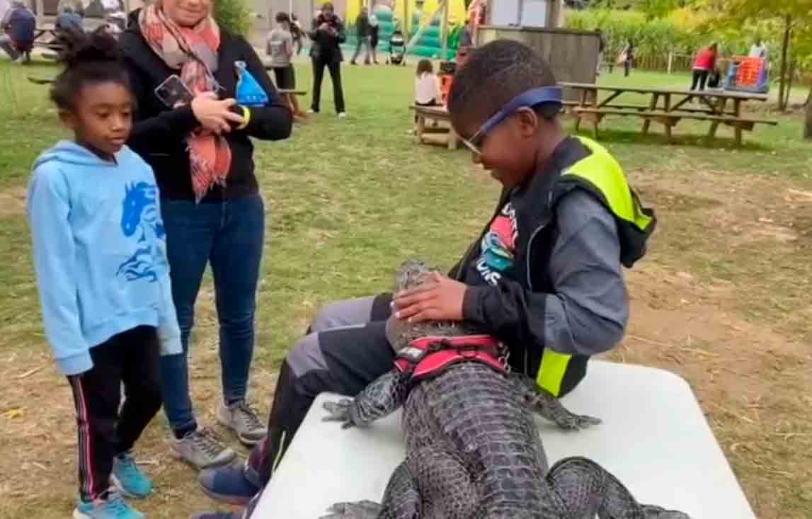 Family Adopts Alligator as a Pet and Takes Strolls with the Creature as if It Were a Dog (Photo: Reproduction/Instagram)