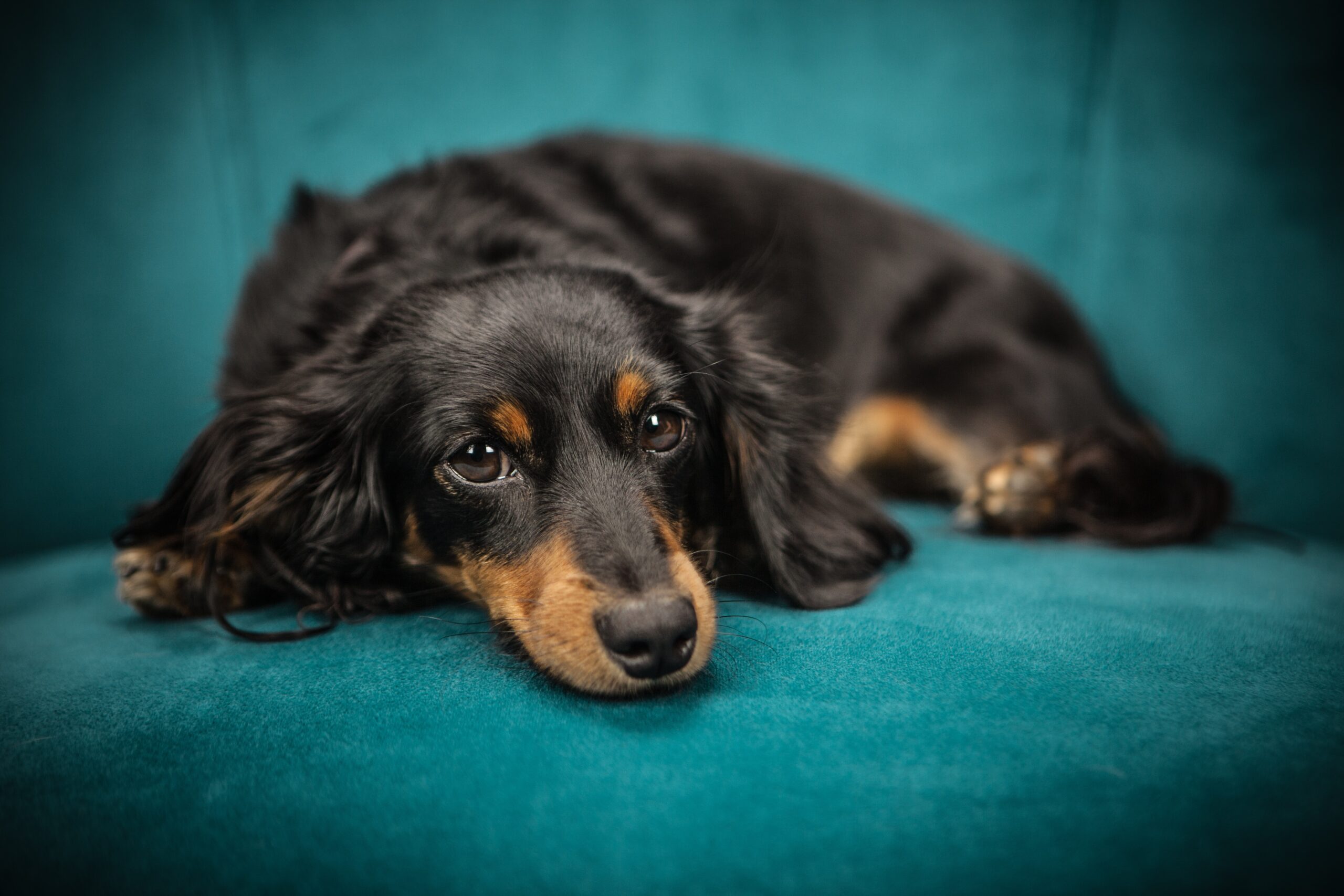 5 razas de perros populares que nunca deberíamos llevar a casa, según un veterinario. Foto: Pexels