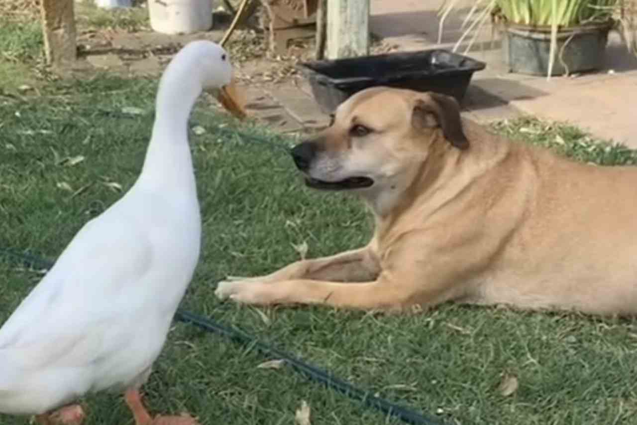 Vidéo hilarante : un canard insolent fait perdre patience à un chien de gouttière caramel (Photo : Reproduction/Instagram)