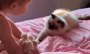 Vídeo fofo: gato e bebê disputam porquinho de pelúcia