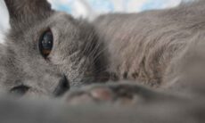 Saiba por que gatos gostam tanto de dormir no pé dos donos. Foto: pexels
