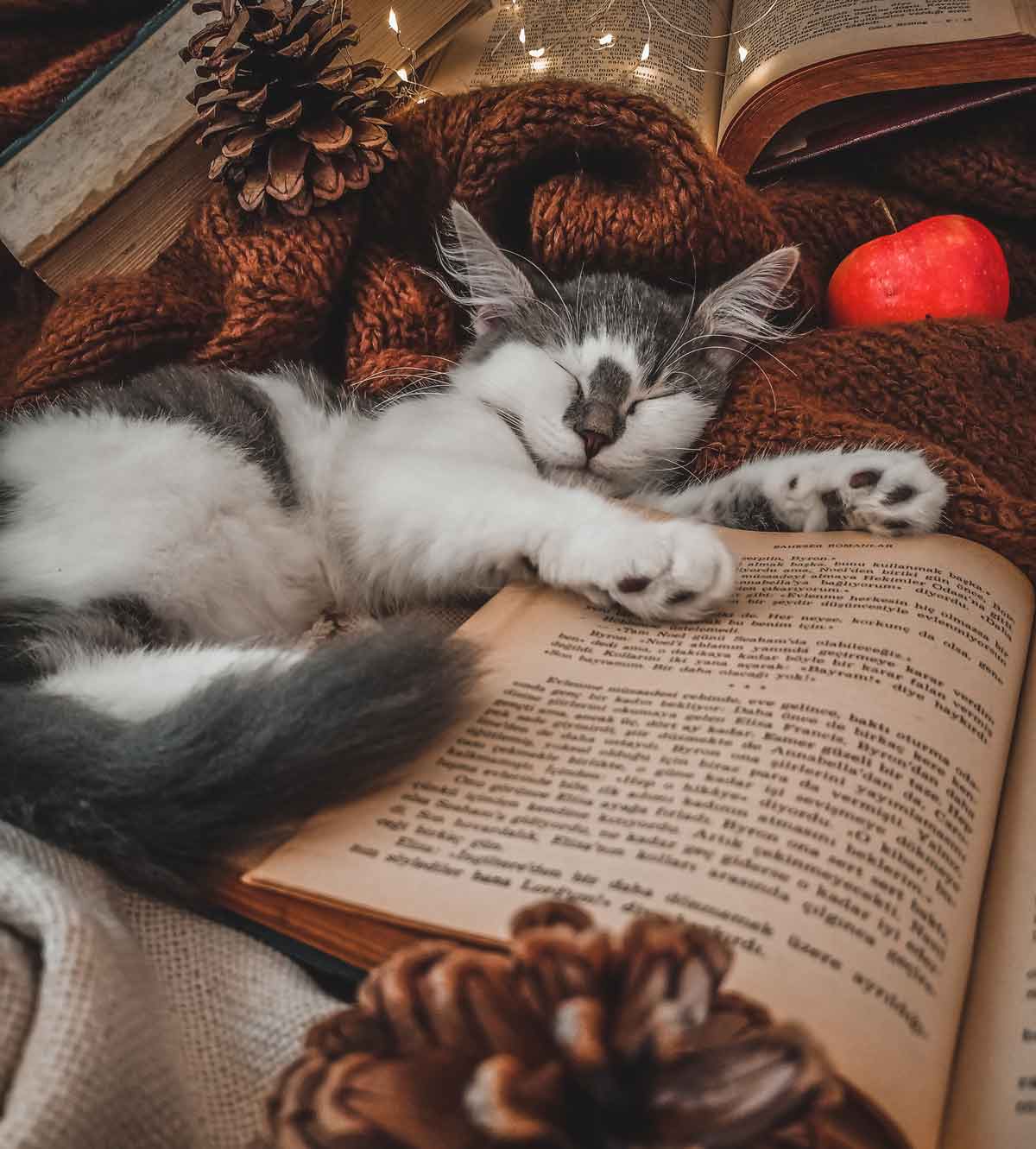 Discover why cats love to sleep at their owners' feet. Photo: pexels