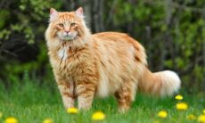 Maine Coon. Foto: Pexels