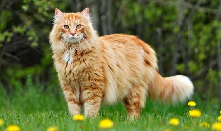 Meet the 10 most affectionate cat breeds - Pet e pop