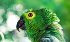 Saiba quanto tempo de vida terá o seu papagaio; e tire algumas dúvidas sobre a ave